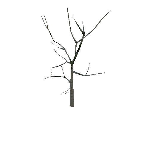 Tree_Betula utilis_var_Jaquemontii_1